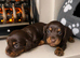 long-haired dachshund