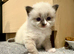 Beautiful Ragdoll kittens