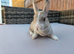 Gorgeous vm Mini Rex babies