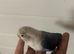 Fully tamed baby love bird for sale