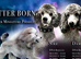 RARE Silver Miniature Poodle Puppies | DNA CLEAR
