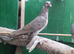 Uzbek pigeons for sale