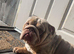 Lilac merle English bulldog for stud