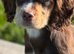 Choclate and tan tri working cocker bitch pup