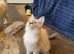 Beautiful GCCF Registered Ragdoll Kittens.