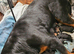 Rottweiler puppies