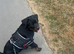 KC Registered Puppy Rottweiler