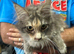 Maine Coon Girl.