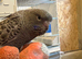Black face, bfbw, bwbf budgies for sale