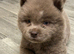 Beautiful chow chow puppy ready to leave can delver