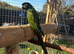 Golden collared mini macaw male