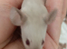 Baby Siamese mice for sale 6wls old
