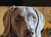Weimaraner KC Registered 1 Yr Girl.