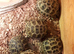 Baby horsefield tortoise with full set up