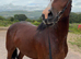 Section D, 15.1hh, Bay Mare, 5yr old