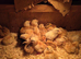 Chick for sale