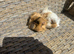 2 Lovely pretty female baby guide pigs.