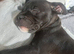 Last female staffy