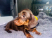 mini dachushund triplets 3 males
