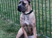 Female Bulgarian cane corso