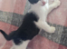 3 Gorgeous Female Kittens – Ready Now – £150 Each