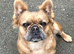Affectionate KC Registered French Bulldog Girl