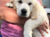 Ready now Golden Retriever pups