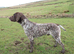 German shorthaired pointer stud