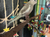 8 month old female cinnamon pied cockatiel
