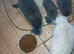 Pedigree Kittens 2female 1male