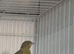 3 male pure raza canaries