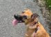 Willow looking for her forever home