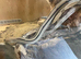 Taiwan beauty snake and trans pecos rat snske