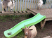 Female pigmy goats