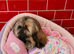 Beautiful Shih Tzu Girls Looking for Their Forever Homes