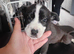 Siberian husky cross cane corso pups available