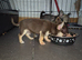 2 chihuahua puppies