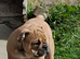 English bulldog puppy ready to go now