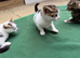 Cute kittens need NEW HOME