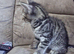 Male Tabby kitten