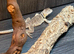 Male Collard Lizard at Birmingham Reptiles