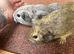 Baby guinea pigs pairs