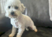Bichon Frise 5yrs looking for new homes x2