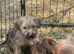 Norfolk x Jack Russell pups
