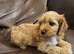 Cavapoo puppies for sale