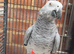 African grey parrot for sale Male