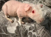 Female skinny pigs for sale