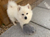 Mylo looking for a loving home