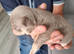 Chihuahua puppies for sale