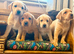Kc labradors puppies